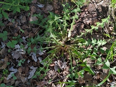Taraxacum officinale