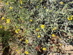 Osteospermum sinuatum