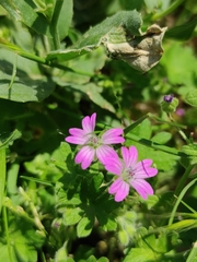 Geranium molle