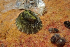 Onchidella maculata