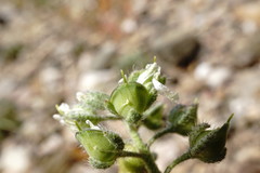 Alyssum smyrnaeum