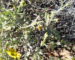Osteospermum sinuatum