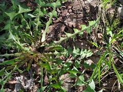 Taraxacum officinale