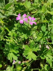Geranium molle