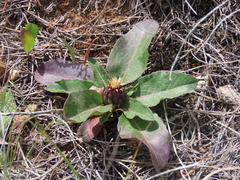 Asteraceae