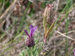 Lavandula stoechas