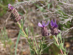 Lavandula stoechas