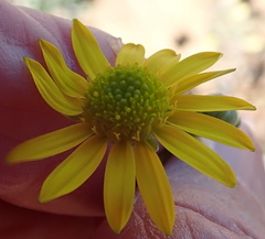 Osteospermum sinuatum