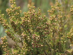 Erica scoparia