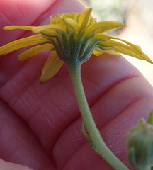 Osteospermum sinuatum