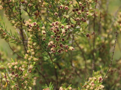 Erica scoparia