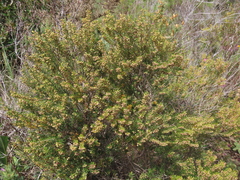 Erica scoparia