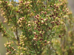 Erica scoparia