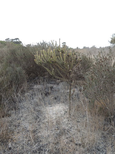 Image of Leucadendron thymifolium by (c) Jacques van der Merwe, some rights reserved (CC BY-SA)