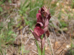 Serapias cordigera