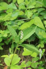 Chloranthus serratus