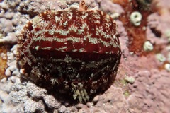 Callochiton dentatus