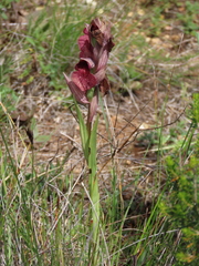 Serapias cordigera