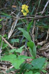 Cephalanthera falcata