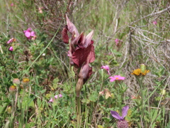 Serapias cordigera