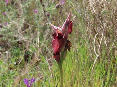 Serapias cordigera