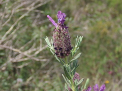 Lavandula stoechas