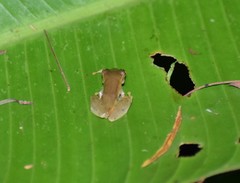 Dendropsophus koechlini