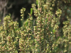 Erica scoparia