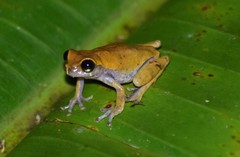 Dendropsophus koechlini