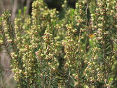 Erica scoparia