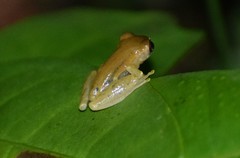 Dendropsophus koechlini