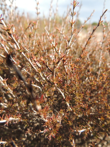 Image of Cliffortia acockii by (c) Jacques van der Merwe, some rights reserved (CC BY-SA)