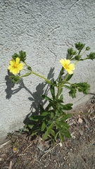 Potentilla recta