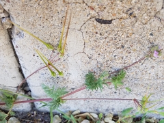 Erodium cicutarium