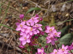 Centaurium