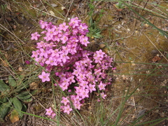 Centaurium