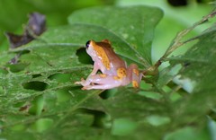 Dendropsophus sarayacuensis