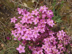 Centaurium