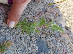 Erodium cicutarium