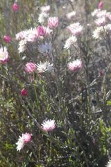 Achyranthemum affine