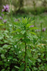 Euphorbia platyphyllos