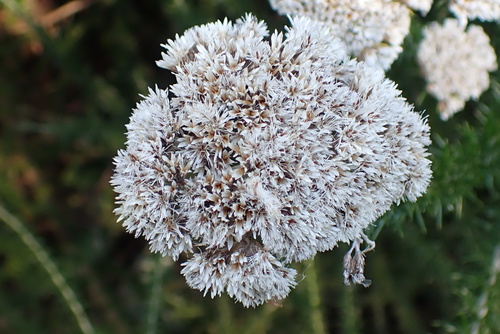 Image of Metalasia trivialis by no rights reserved
