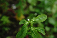 Euphorbia platyphyllos