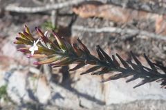 Adromischus sphenophyllus
