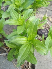 Saponaria officinalis