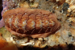 Neoloricata