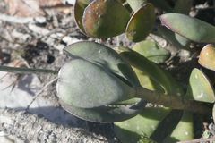 Adromischus sphenophyllus