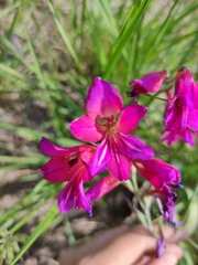 Gladiolus
