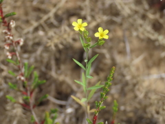 Linum trigynum