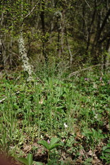 Poa trivialis sylvicola